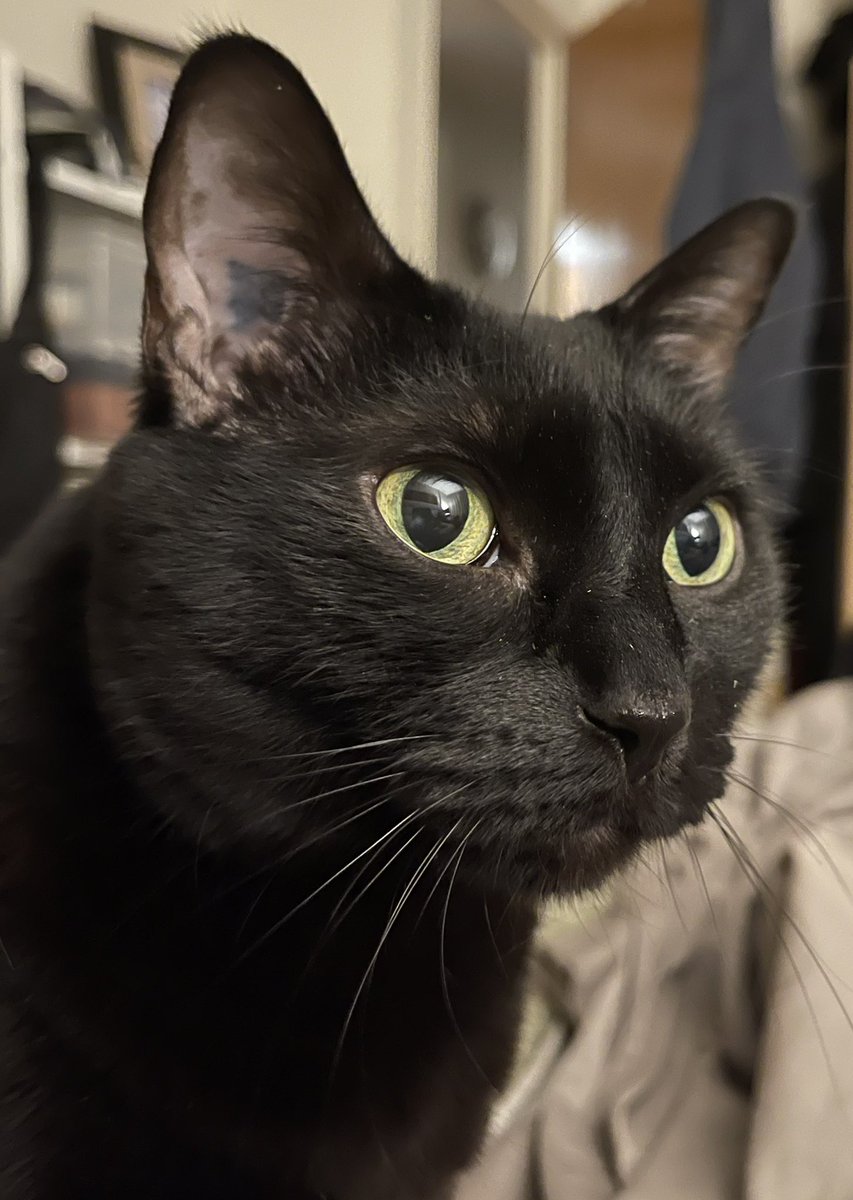 stickboy444401's tweet photo. @catsofinstagram Hortensia https://t.co/EkjUQDbm9F