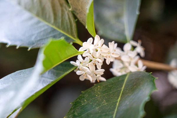 Fragrantolive Twitter Search Twitter