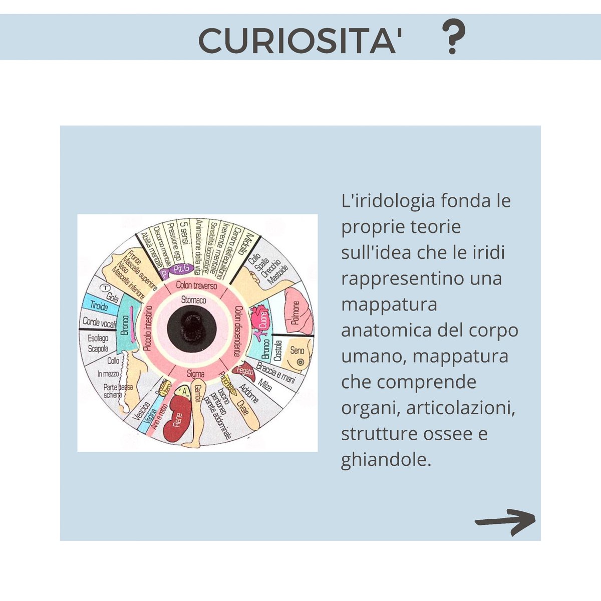 NaturopataMSB's tweet photo. 👁IRIDOLOGIA

È un metodo diagnostico che si basa sull’esame dell’iride.

🔎Prendendo in considerazione: trama, colore, sfumature, macchie dell’iride, ma anche la pupilla.

➡️per saperne di più vi basterà scorrere il carosello! https://t.co/hj9iCfiatQ