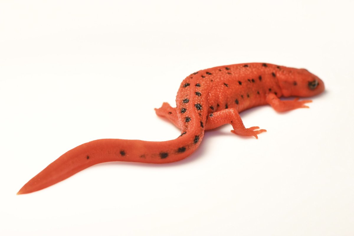 【価格交渉可】♀色彩変異　アカハライモリ 価格交渉可】♀色彩変異 アカハライモリ