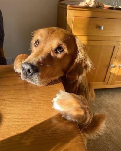 Estoy comiendo algo: 

mi perro automáticamente: