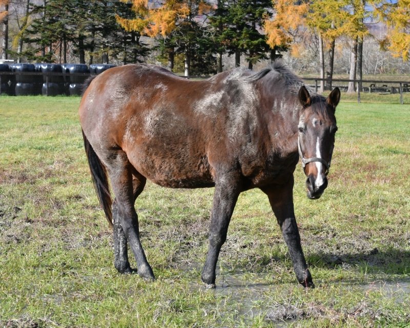 先月引退したオープン馬
ウォーターエデン、無事繁殖入りできたようで良かった〜 