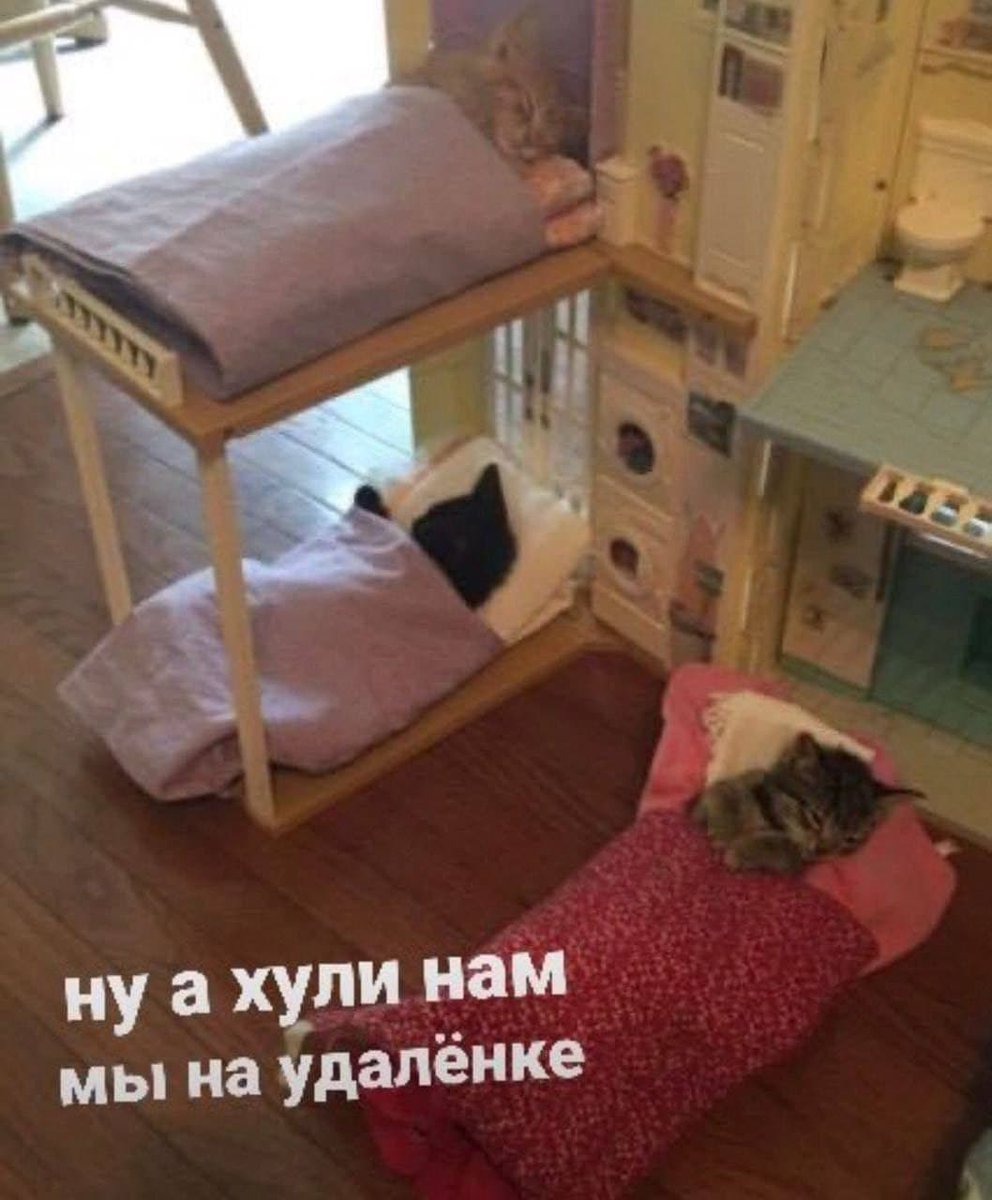 RussianMemesLtd's tweet image. What does it fucking matter for us
We work from home