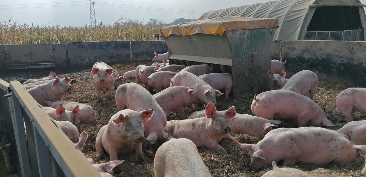 Happy #pigs!! #Sustainable and #animal welfare! Healthy pigs, good meat, high efficient and profitable production. #regenerativeagriculture #SoilHealth #microbiome #soilmicrobiome #microbiomes in food system #holisticmanagement