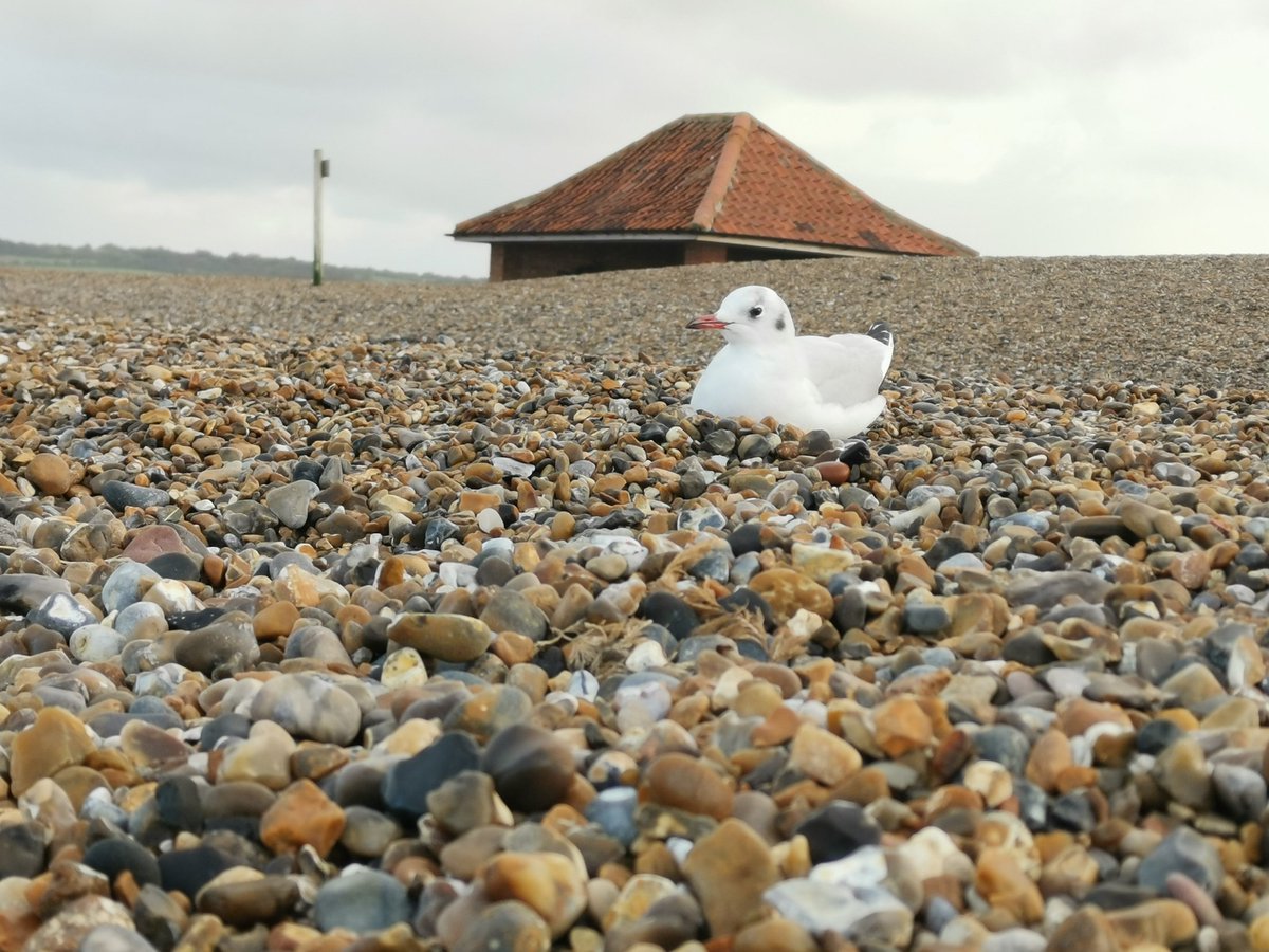 After a Walk along the beach, i sat with my bino's and this one casually swoops in and sits down beside me 😅😍
Didnt need to zoom in, it was that close!