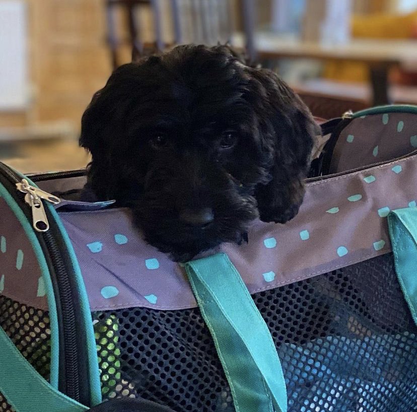 ShaftesburyPub's tweet photo. Meet our newest member of the Shaftesbury family... Teddy 🐾😍
If you didn’t know already, the Shaftesbury are always welcoming to your furry friends! 🐶
Bring them along! They can even have some treats on us ☺️😋
#dogsofrichmond #richmondpubs #richmonduponthames https://t.co/B08m72Ka8u