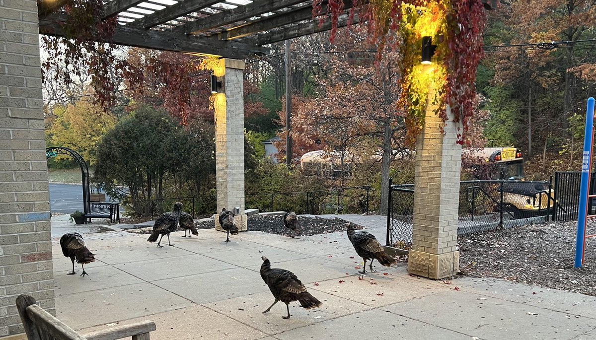 MPS_Pratt's tweet photo. Even the neighborhood turkeys love Pratt school. ⁦@MPS_News⁩ https://t.co/XeYtqIbv0G