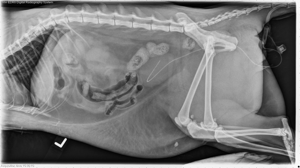vetlucent's tweet photo. 3 year old Domestic Longhair: This week’s case is a 3-year-old domestic long haired cat with suspected trauma. Post your interpretations in the comments section. https://t.co/W4Y68fPSbS https://t.co/VdGmXQZlmi