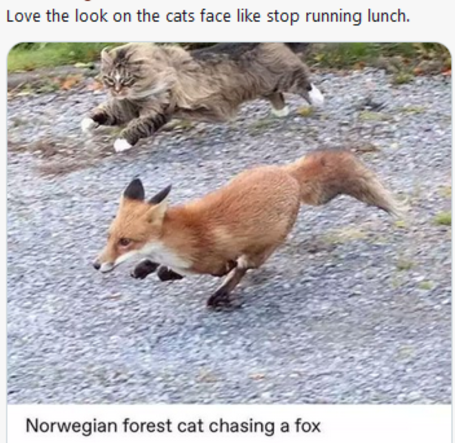 SRAntiFascism's tweet photo. .@azlancat @frogsarelovely
Thinking that #NorwegianForestCats would make great, well taken care of #BarnCats as #GuardCats, possibly along with #GuardLamas, #GuardDogs to keep away #Coyotes on #AgriFarms
#NorwegianForestCat's seem rather #féroce,to be chasing away #Renards, lol😊 https://t.co/fr3wVArEuy