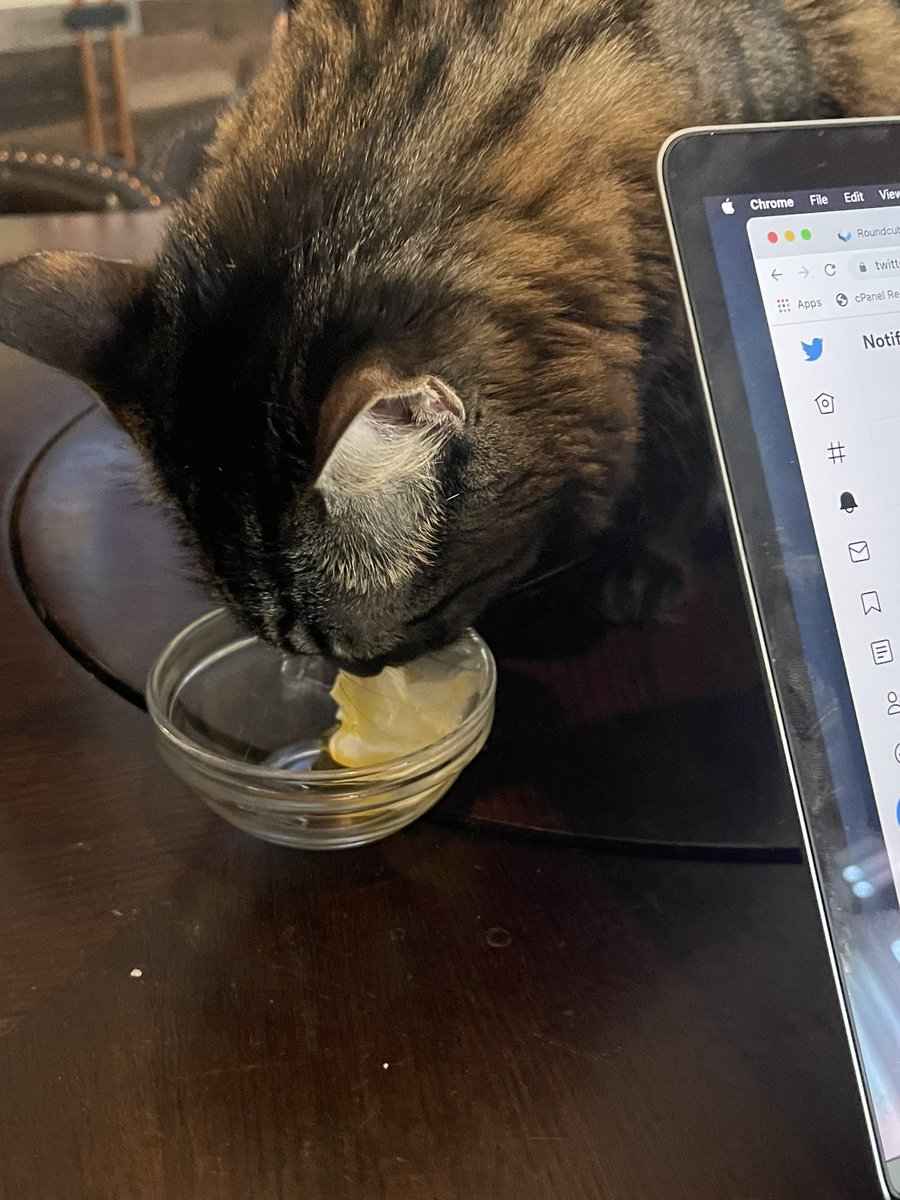 HarmonyUsInc's tweet photo. #shoggath gets a treat for my birthday #PetCabal #CatsOnTwitter #birthday #KeepHumansHome https://t.co/qknvF4ILA0