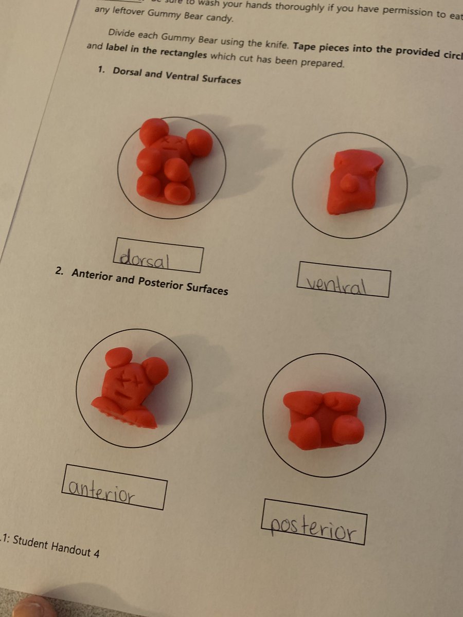 Mrs.V's Classroom tweet media