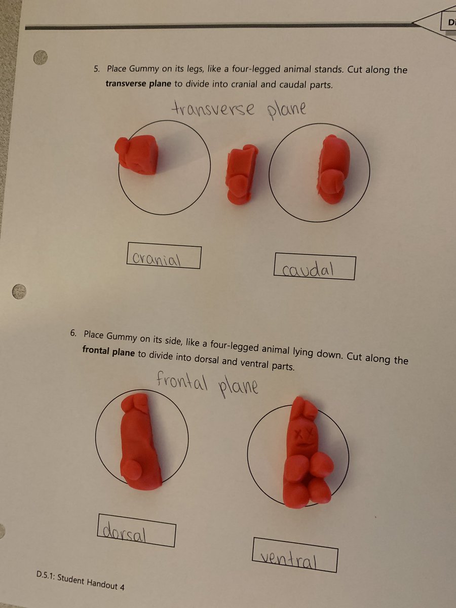 Mrs.V's Classroom tweet media