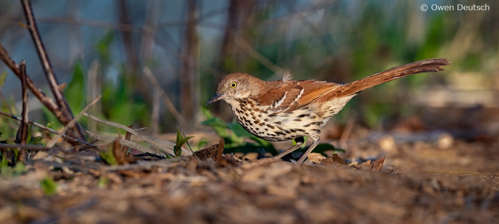 The Brown Thrasher is usually found on the ground hopping or walking. It is slow and jerks around when flying, and only flies short distances. Because they breed in such thick vegetation, not much is known about their courtship. I photographed this one at North Pond.