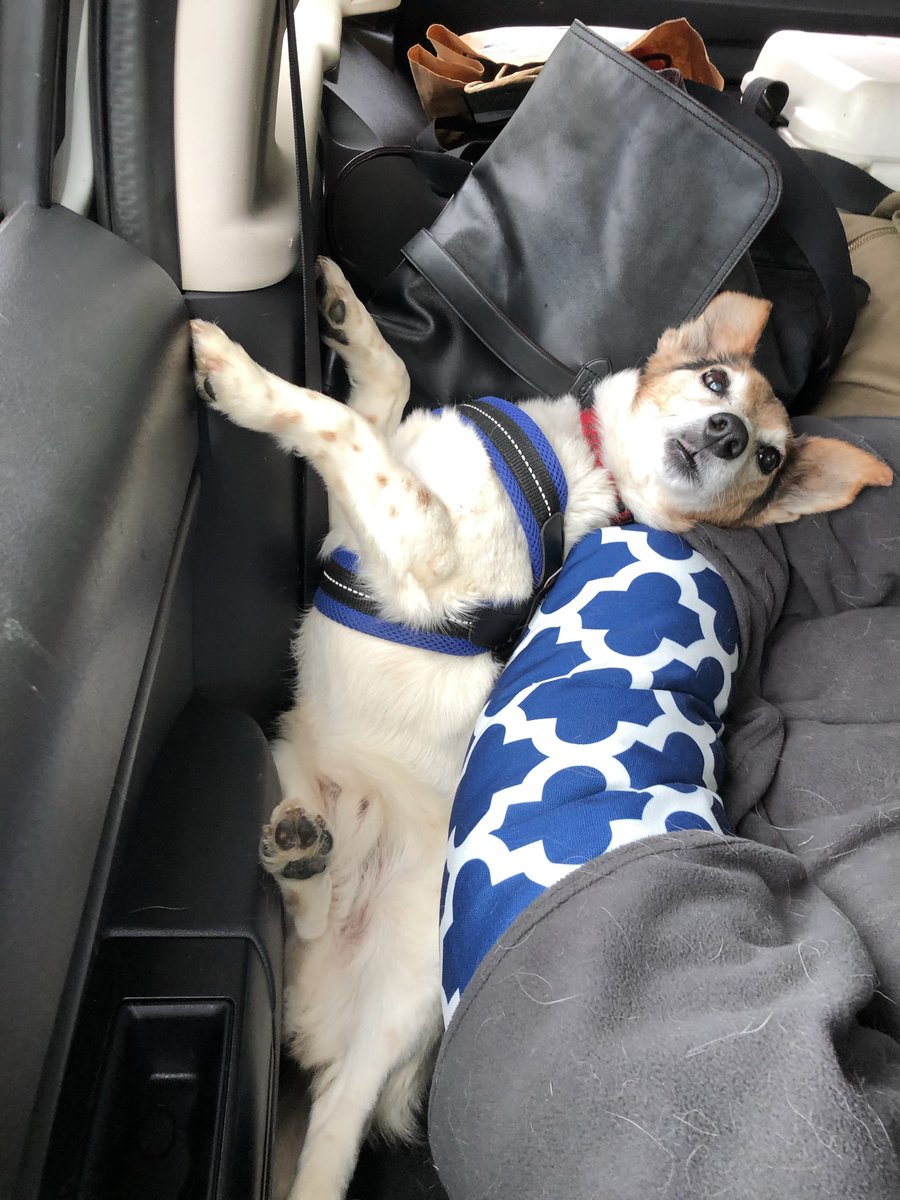 RGPShop's tweet photo. Help me daddy...I rolled over while sleeping and now I'm stuck. LOL 

#helpmedaddy #jackrussell #sleepingdogs #dogssleeping #dogbed #helpme #dogoneedshelp #dogdad  #lol https://t.co/n4JKSAHCPG