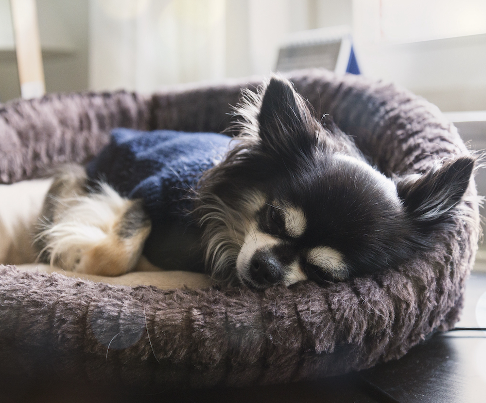 RichHillAH's tweet photo. At #RichmondHill #AnimalHospital, we have the diagnostic facilities to find and treat internal and external #petparasites. We begin testing for #internalParasites early, because some can be passed on from the mother during and after birth. #drIssamkadri https://t.co/s1mXGcpgF9 https://t.co/A44c5xw3VW