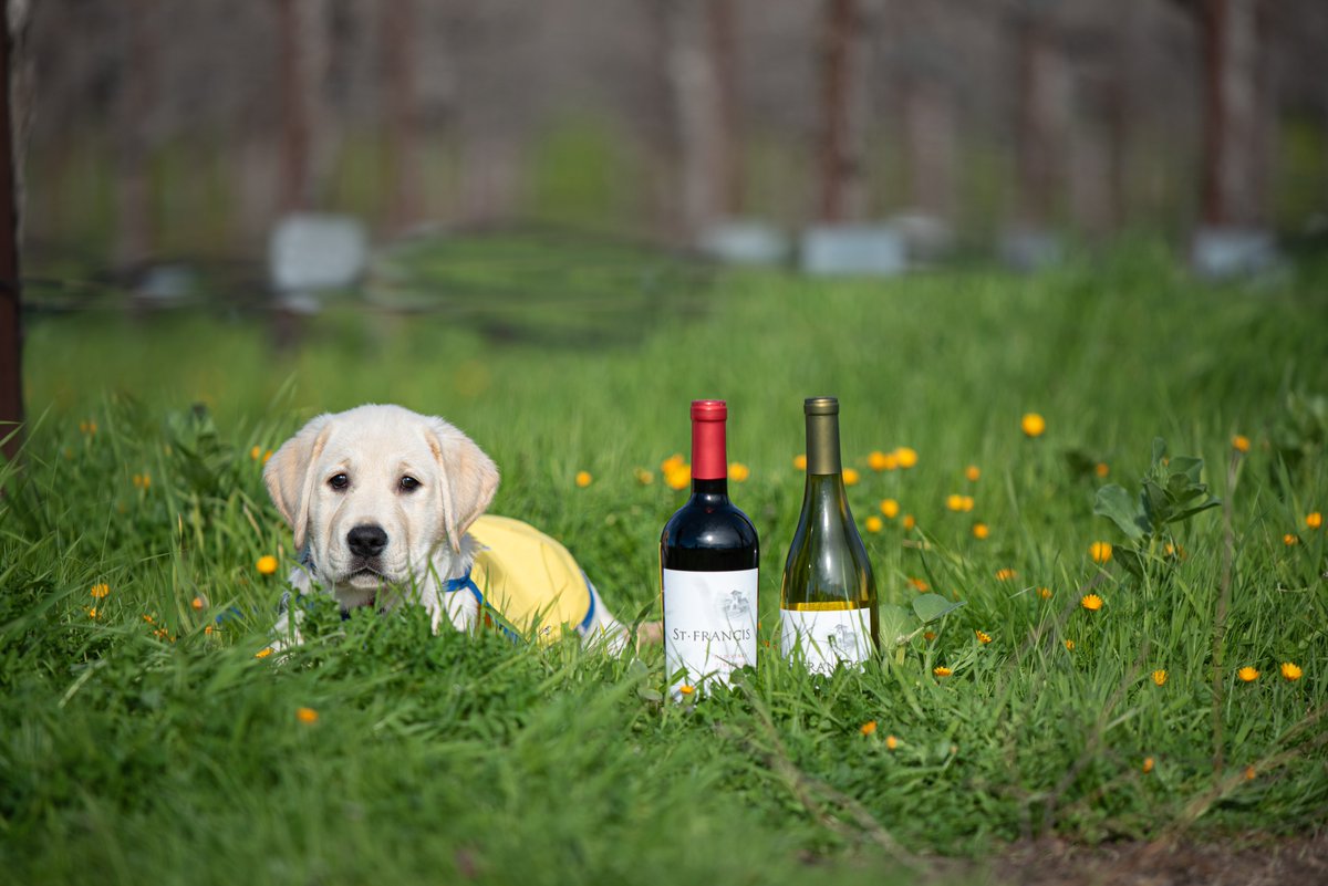 Thanksgiving is just around the corner and you know you still need to get wine for dinner! 🍷 Shop <a href="/StFrancisWinery/">info@stfranciswinery.com</a> wines and for every bottle purchased online and in your local stores, St. Francis will donate $1 to <a href="/canineorg/">Canine Companions®</a> up to $100,000!🐾🍷 <a href="/Kobrand_Wine/">Kobrand Wine Spirits</a> #thanksgiving2021