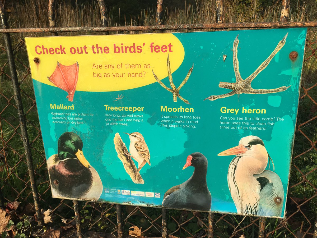 Just a pretty urban pond and some handy information about water birds’ feet among all the madness of #COP26 <a href="/ponds4climate/">Ponderful</a> <a href="/europeanponds/">EPCN</a> #ponderful
