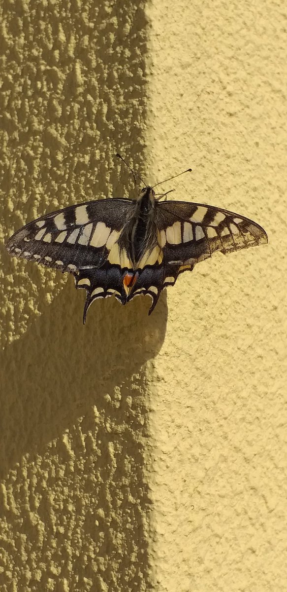 🦋🦋🦋😀♥️