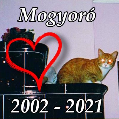 captaїnbollox 💙💛 Орбан хуйло! tweet media