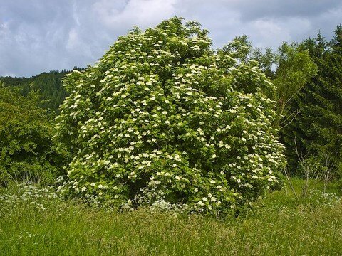 9treesUK's tweet photo. Our #native #trees🌳: A resource for all 
Native trees in #Britain are the ‘true natives’, meaning the trees that colonised the #land when the glaciers melted after the last #IceAge and before the #UK was disconnected from #mainland #Europe🌍
Info: https://t.co/8tjUMX71KI
#9trees https://t.co/eDC5tzw2g3