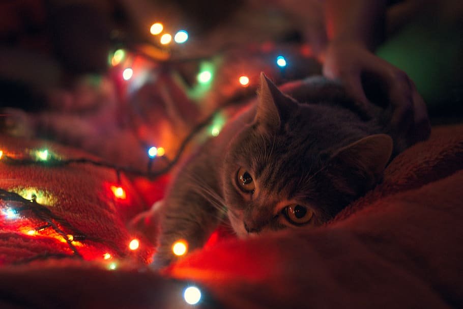 ombudsman_s's tweet photo. May millions of lamps illuminate our lives with an abundance of love, good health, continued kindness, nourishing relationships and the best of fortune. #Diwali  #Diwaliwishes #Diwali2021 #CatsOfTwitter https://t.co/k866R3LyZu