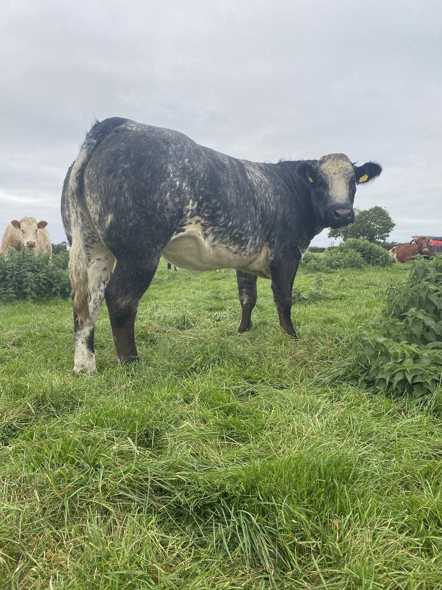 Ready for ai. #landproj2021