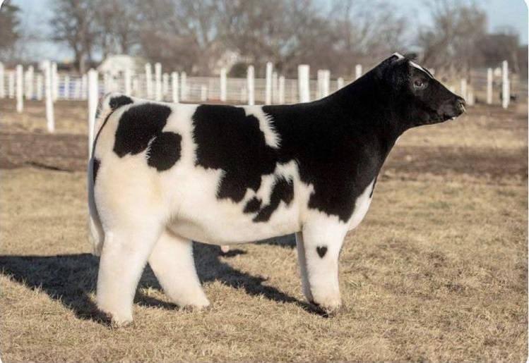 Lidka Pastusiarska z borderami 🐶🐱💩🤮 tweet media