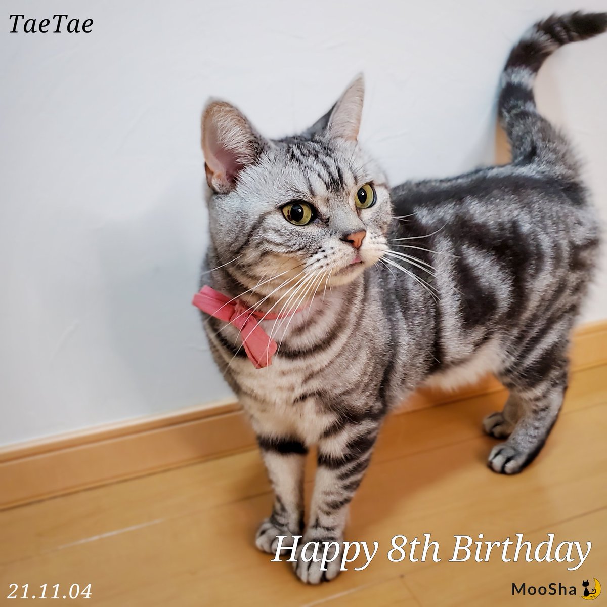 mooshaofficial's tweet photo. ててお誕生日おめでとう🎁🎂🎉
#MooSha #猫 #RT #ペット #猫好き #猫のいる暮らし #猫好きさんと繋がりたい #猫写真 #cats #pets https://t.co/NKKcYzhbW4