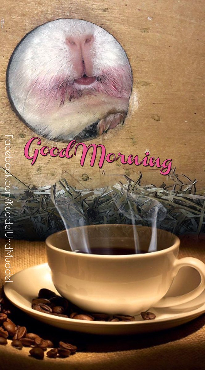 KuddelUndMuddel's tweet photo. Piggy Mom says, there's nothing better in the morning than the scent of #Coffee *sniff*sniff*Ugh! It stinks😝Hooms have an odd taste
#cobayas #cuycuy
#meerschweinchen #cavy #Wutzen #cavycuteness #guienapig
#meerilove #モルモット #muig #cochondinde #piggycuteness #swinkamorska https://t.co/0X6D2mGTlN