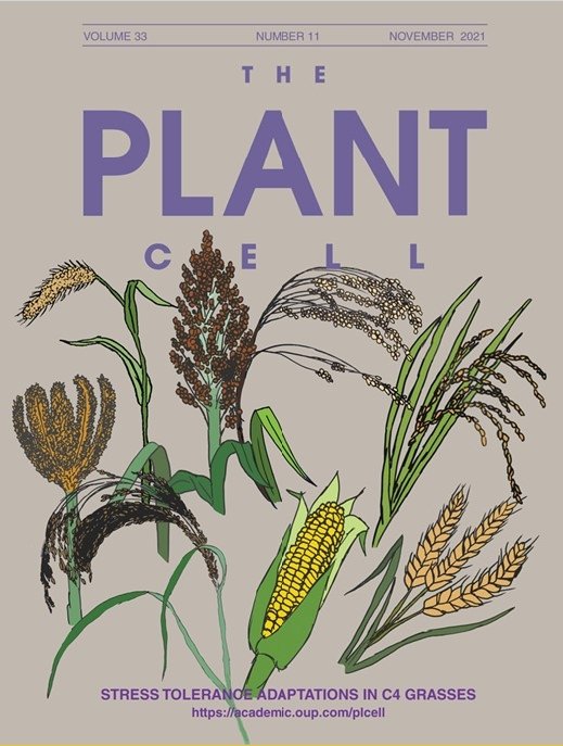 Jeremy Pardo (@jeremypardo2) on Twitter photo Honored that our article "Evolutionary innovations driving abiotic stress tolerance in C4 grasses and cereals" is featured on the November cover of The Plant Cell. Check out the amazing art by <a href="/bob_vanburen/">Robert VanBuren</a> academic.oup.com/plcell/article… Honored that our article "Evolutionary innovations driving abiotic stress tolerance in C4 grasses and cereals" is featured on the November cover of The Plant Cell. Check out the amazing art by <a href="/bob_vanburen/">Robert VanBuren</a> academic.oup.com/plcell/article…