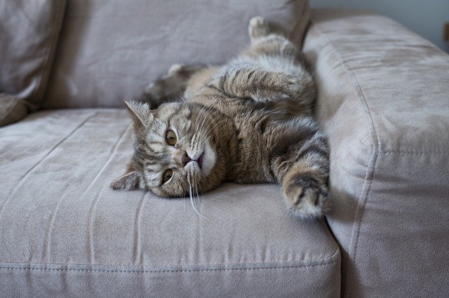 Moving Home With Your Cat - chartsedge.co.uk/moving-home-wi…