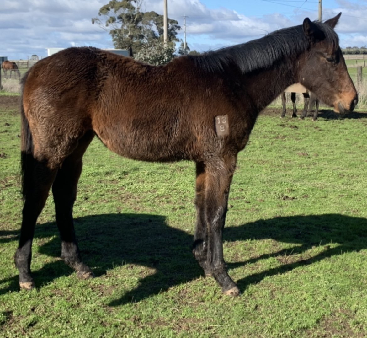 Maluka Thoroughbreds tweet media