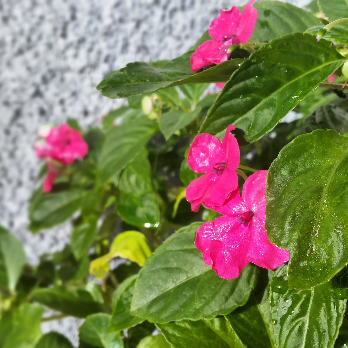 MIKADELIA's tweet photo. #2021 #Flowers #Flores #plantas #plants #Bio #Nature #Garden #Jardín #natural #Naturaleza #Fotografía #Photography #Photo #fotografija #Foto #imagen #instantanea #攝影
#instagram #smartphone #city #life #photograph #фотография #写真撮影 #Lichtbild #تصوير https://t.co/6FjWvwvOtv