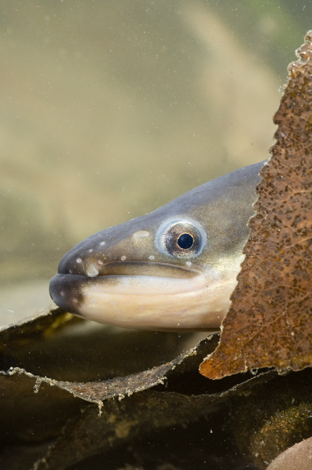 ICESmarine's tweet photo. 🚨Advice release
ICES advice on fishing opportunities for European eel in 2022 has been released today to @EU_MARE and @DefraGovUK and is available from ICES website at: https://t.co/UDop6wQD5u

#eel #EuropeanEel https://t.co/Ff3itqh2RX