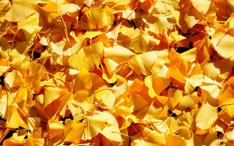 暦生活 こよみせいかつ 10周年 イチョウの花言葉は 荘厳 長寿 鎮魂 イチョウを詠んだ和歌では 与謝野晶子の 金色のちひさき鳥のかたちして 銀杏ちるなり夕日の岡に がよく知られています きっと イチョウを見るのがより楽しくなると