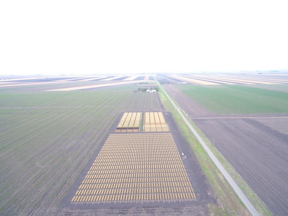 Crop #32 since 1985 today <a href="/IPFertilisers/">Incitec Pivot Fertilisers</a> Long Term Crop Nutrition Experimental Site “Colonsay” on Darling Downs, Qld. LRPB Hellfire wheat thanks to <a href="/PacificSeeds/">Pacific Seeds</a> and continued expert trial management by <a href="/kalyx_australia/">Eurofins Kalyx</a>. First crop 2019 drought. Now just to get it off. #harvest21