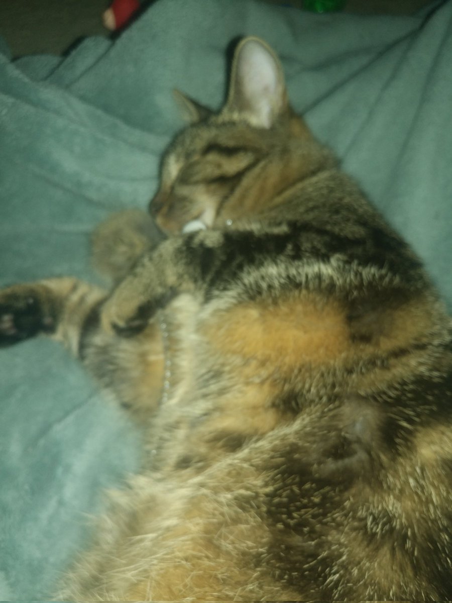 darkmagicans08's tweet photo. From what I found out eevee might be part Bengal cat she has barley any white roundish Ears and her limbs are bigger in the back then the front so plz let me know from the pics if she is or not #cat #bangel #CuteCat #twitterofcats and dm me if you know if she is part bangle https://t.co/LcuHGRKB75