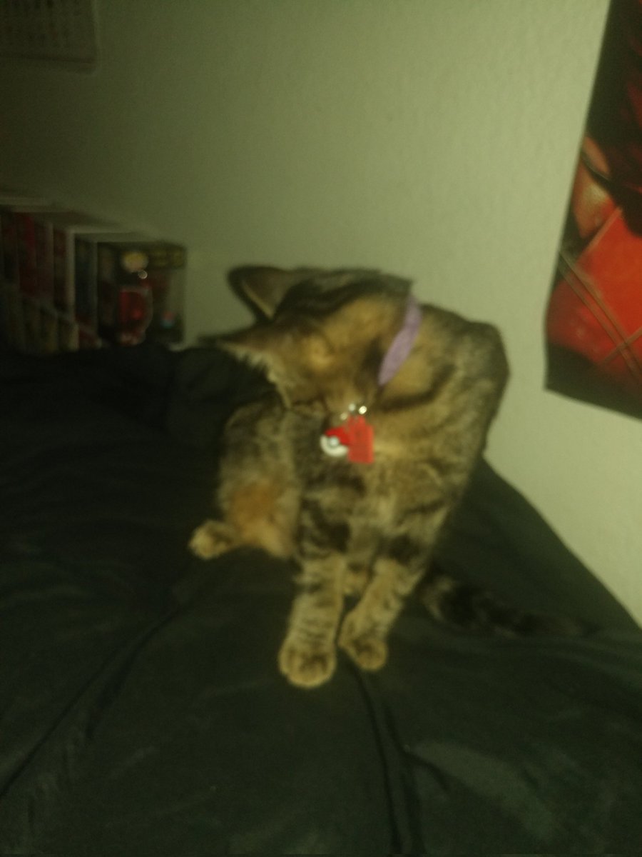 darkmagicans08's tweet photo. From what I found out eevee might be part Bengal cat she has barley any white roundish Ears and her limbs are bigger in the back then the front so plz let me know from the pics if she is or not #cat #bangel #CuteCat #twitterofcats and dm me if you know if she is part bangle https://t.co/LcuHGRKB75