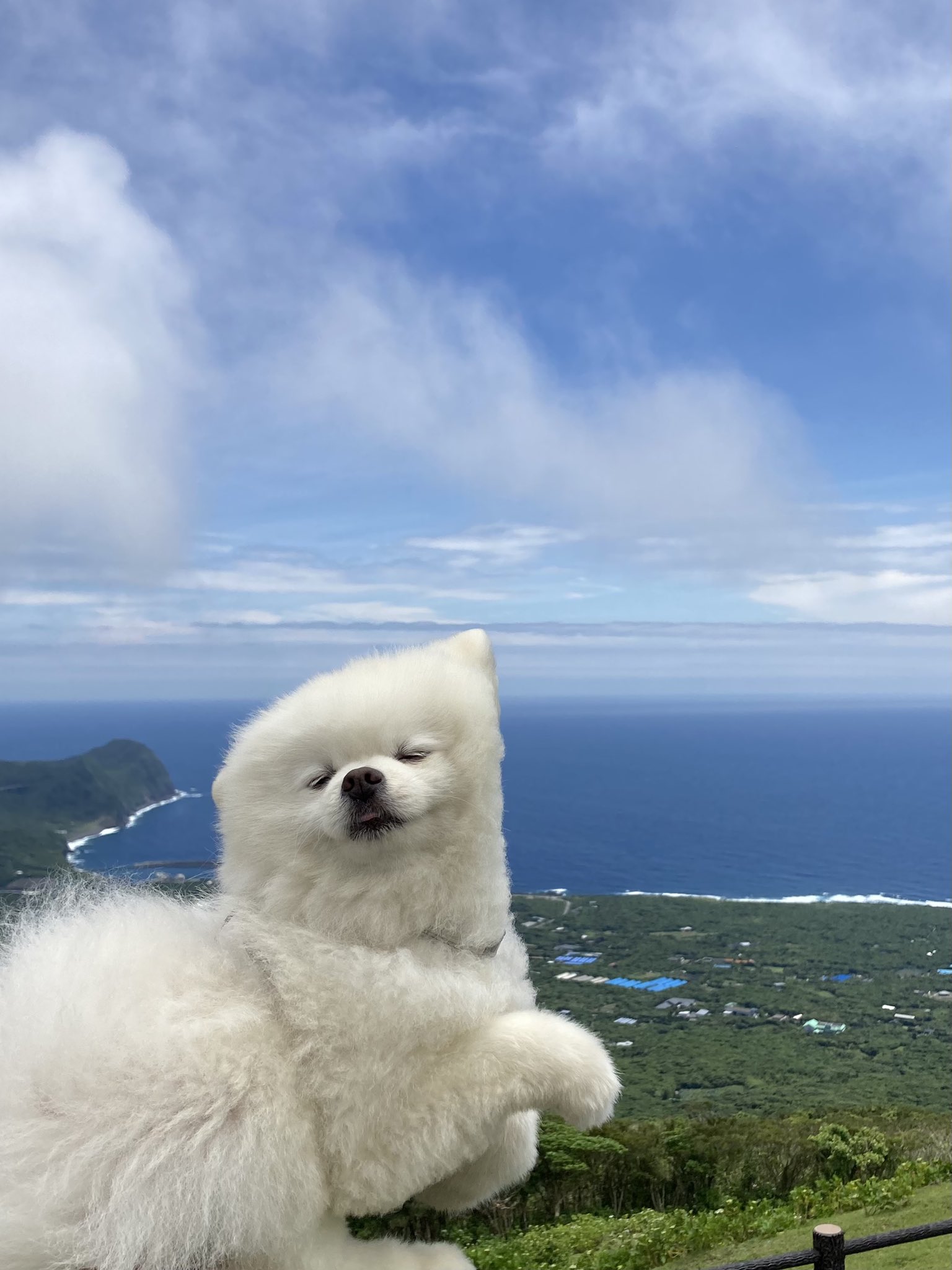 タレ目の犬 ポメラニアン バズったので宣伝します 住んでいる八丈島には絶景と温泉と美味しいものがたくさんあります 八丈島のタレ目の犬 覚えてくれたら嬉しいです あとprのお仕事ください T Co Yzp6yqlrys Twitter