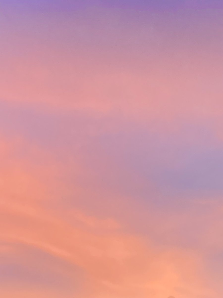 ✿ 장미 tweet media