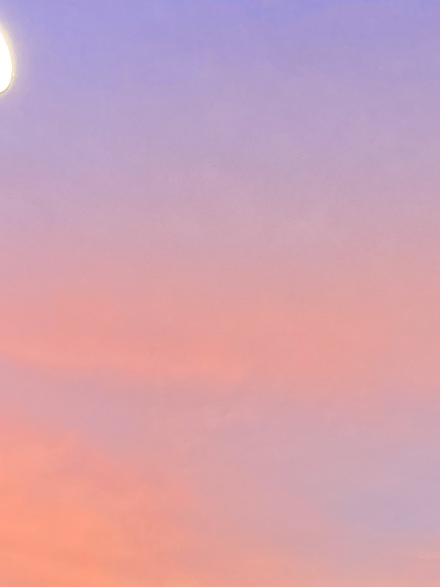 ✿ 장미 tweet media