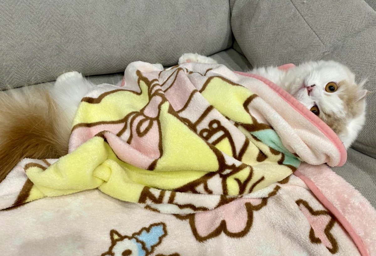 _moca_1222's tweet photo. くるまりモカさん🧣🧤

#猫   #猫のいる暮らし  #ネコチャンカワイイ #スコティッシュフォールド  #猫好きさんと繋がりたい #今日のモカくん https://t.co/oCkd332E5E