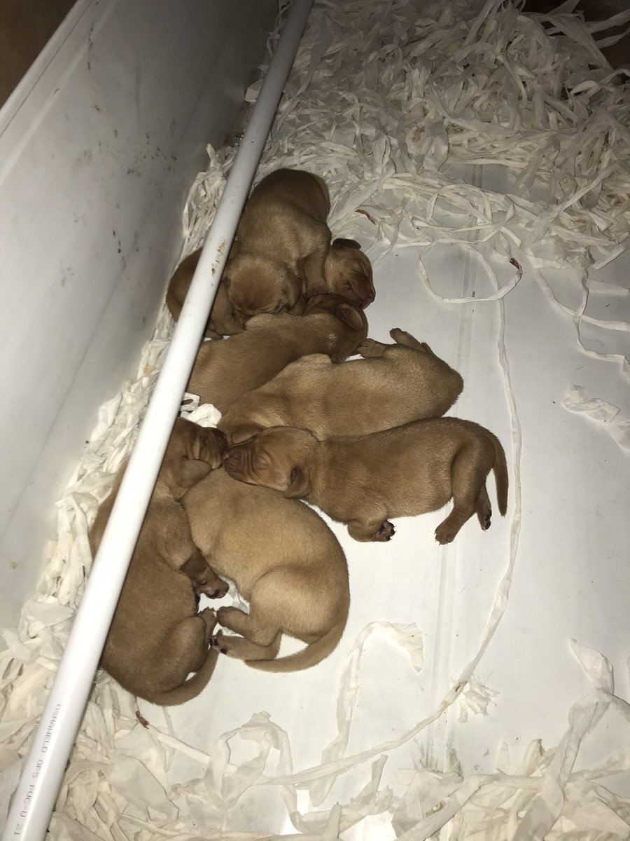 A Beautiful litter of vizsla Puppies Looking for their forever homes! They have an amazing Blood line, will be KC registered, Micro chipped and first injections and a full Vetenary health check!  
DM for more info 

Please share