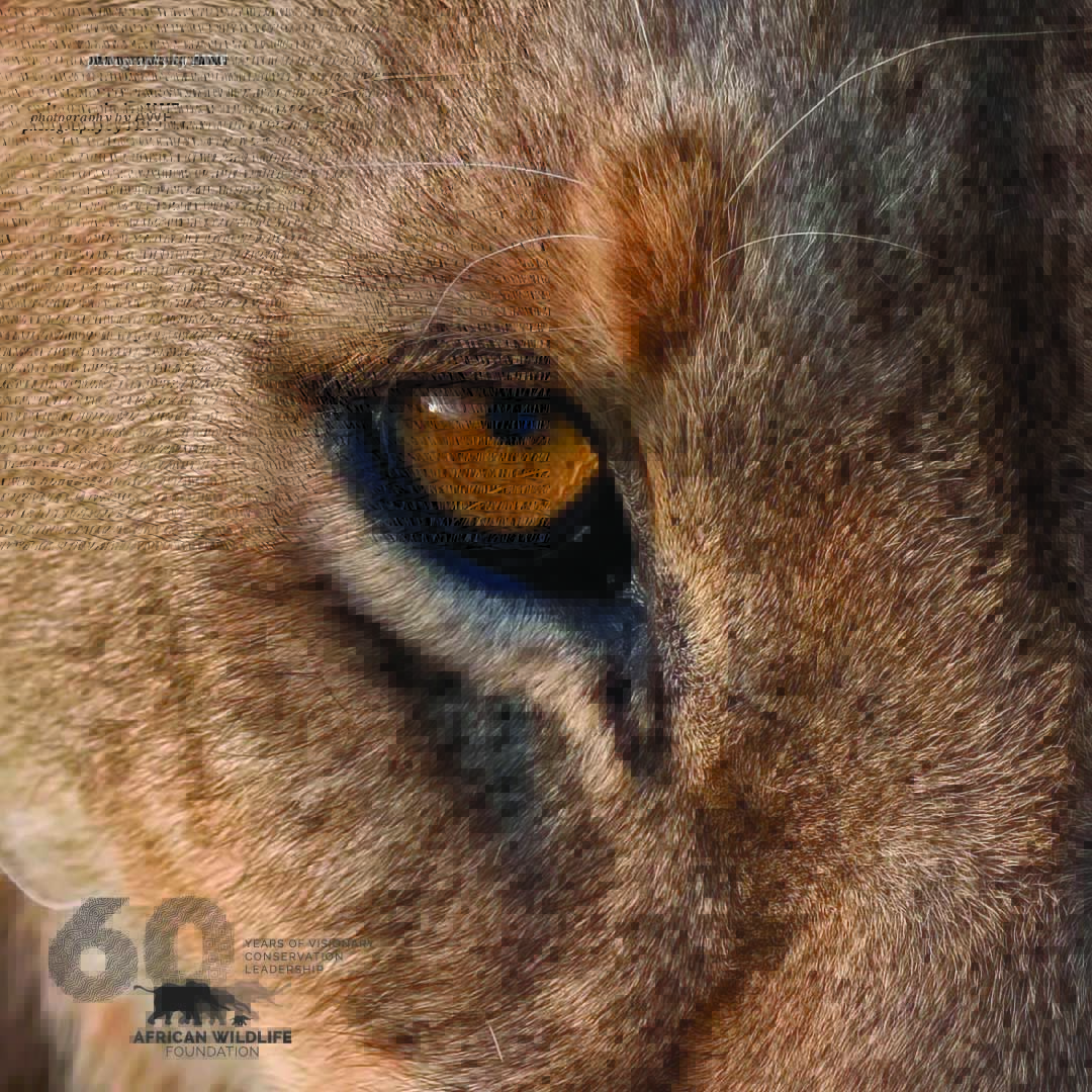 AWF_Official's tweet photo. The #MkapaAwards are named to honor one of Africa's most visionary leaders, H.E. Benjamin Mkapa - the President of Tanzania from 1995 to 2005. Mkapa began his career as a journalist, understanding the importance of educating the public on important conservation topics. #AWF60 https://t.co/Occ1HJRcyW