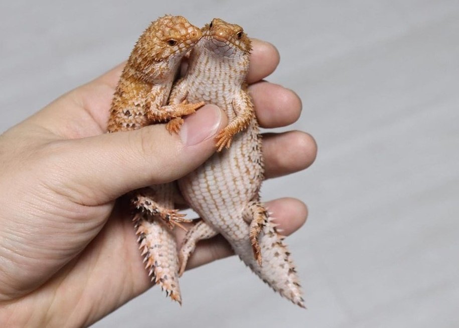 HourlyLizards's tweet photo. 🦎 Eastern Pilbara Spiny-Tailed Skink - Egernia Epsisolus 📷 Bunnynest https://t.co/gFx9CEzhAt