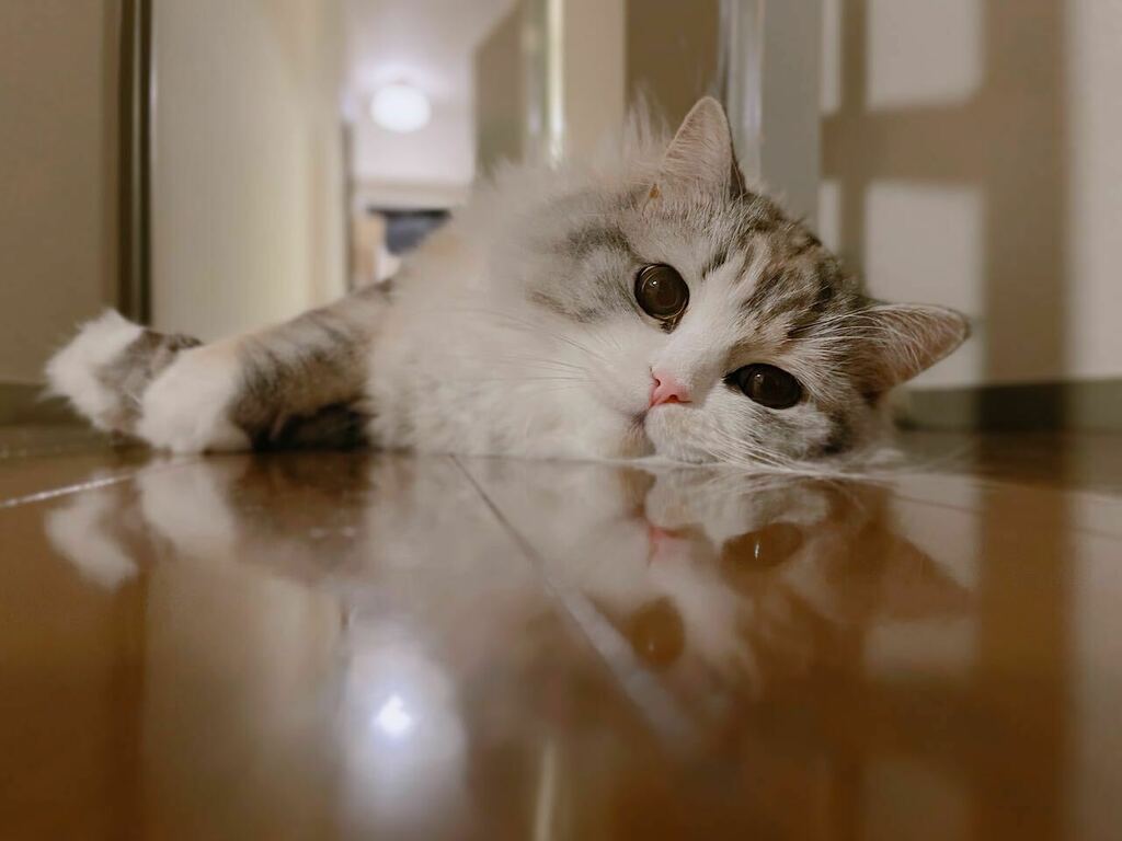 ねむろぐ🐈ねこがいる暮らし/スコティッシュフォールド tweet media