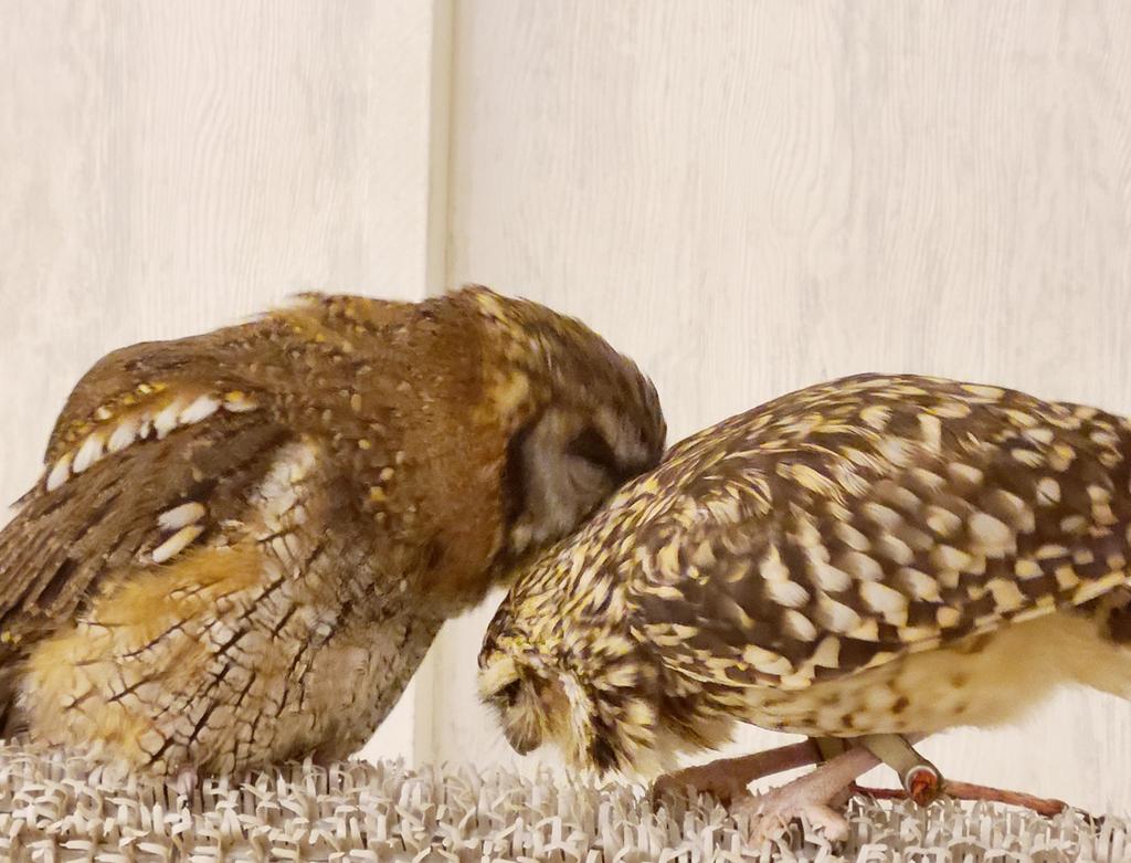 akiba2960's tweet photo. 愛情深い羽繕いは、このスタイルになりがち♡

アキフクメンバーのプロフ🦉👉https://t.co/LvfAWCKBDF

#秋葉原 
#フクロウ販売
#ペットホテル https://t.co/AYdfOW7mJ9