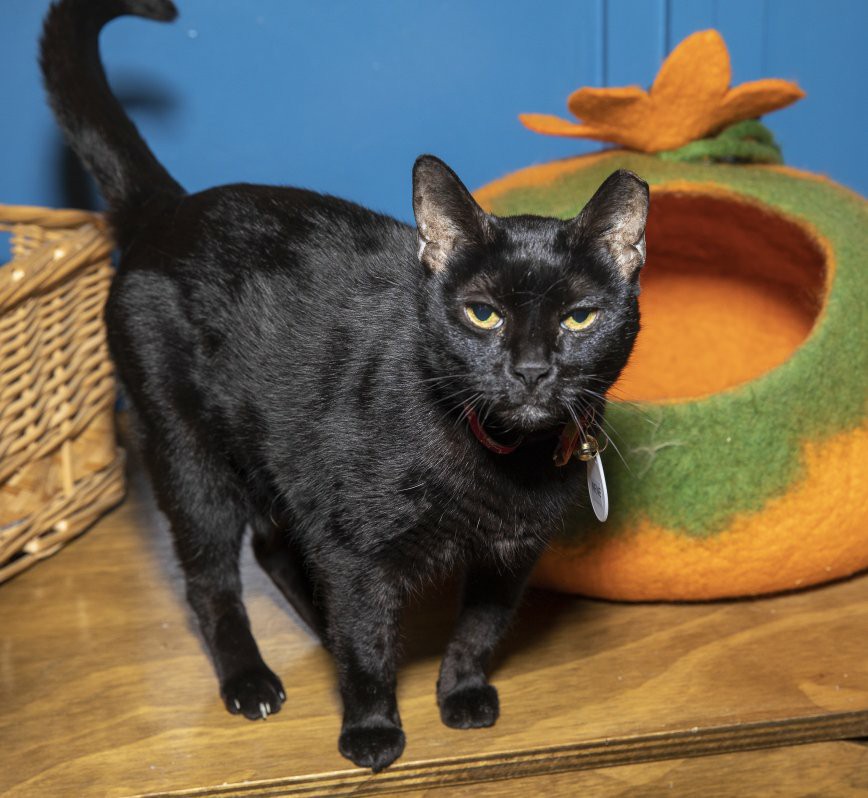 Brooklyn Bridge Animal Welfare Coalition tweet media