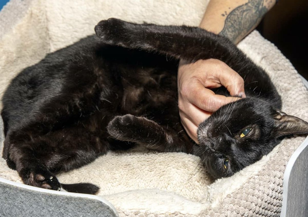 Brooklyn Bridge Animal Welfare Coalition tweet media