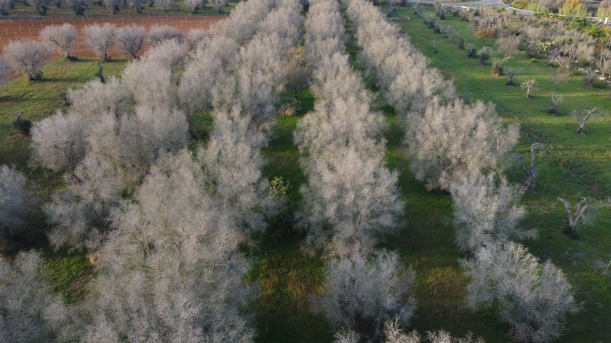BiovexoProject's tweet photo. We are very pleased with the success of our this year's #Xylella Forum in Apulia on Oct.28th. Check the main messages and download presentations at https://t.co/FBFDJY70Yr
#innovativve #biopesticides #planthealth #olivetree #h2020 https://t.co/VgNYBMYpPv